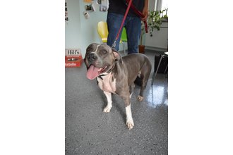American Bulldog, auch eine Listenrasse