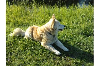 derselbe Hund nach 8 Wochen mit Therapie