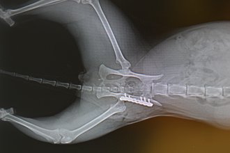 Plattenosteosynthese zur Stabilisation der Hüfte und der Hintergliedmaße