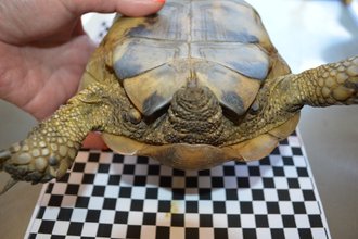 maurische Landschildkröte (Sporn an den Hinterbeinen)