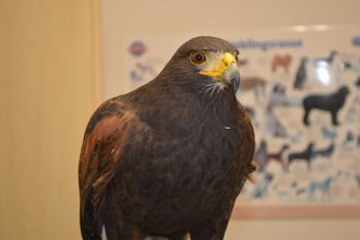 Wüstenbussard, auch Harris Hawk genannt